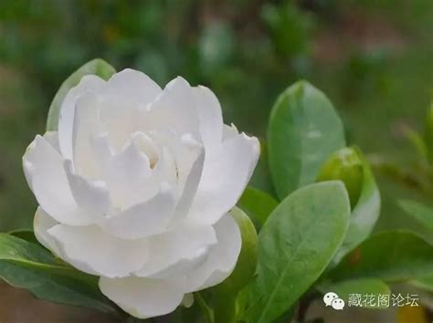 梔子花 種植|梔子花種植指南：如何輕鬆種植和養護梔子花 